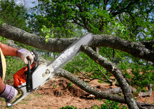 Large Tree Removal in Azalea Park, FL